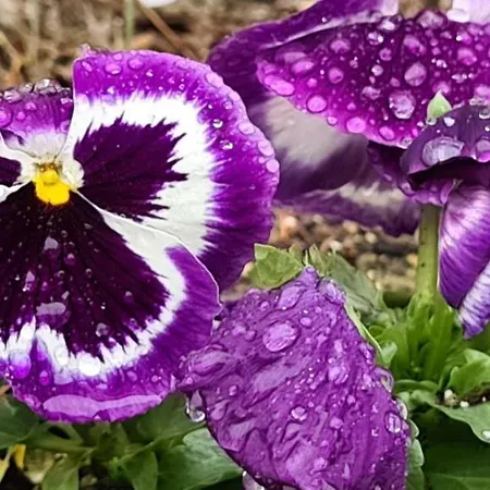 Vendégház Infinity Sky Várna