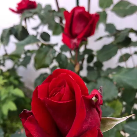 Infinity Sky * Várna