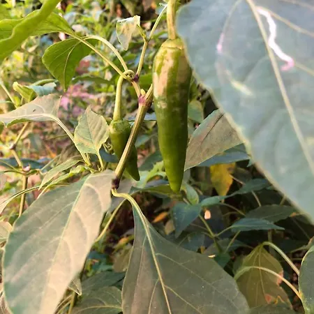 Infinity Sky * Várna