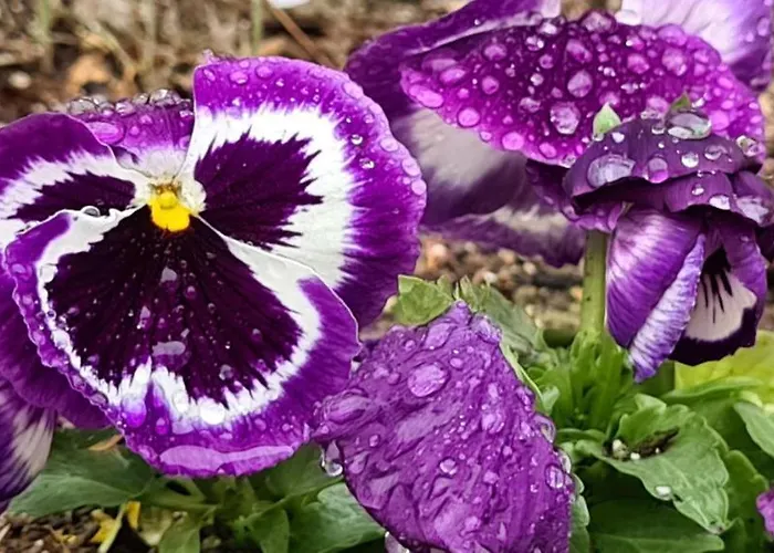 Vendégház Infinity Sky Várna