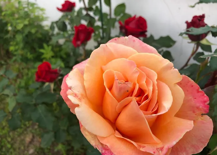 Infinity Sky Vendégház *