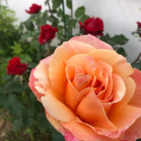 Infinity Sky Gasthof *