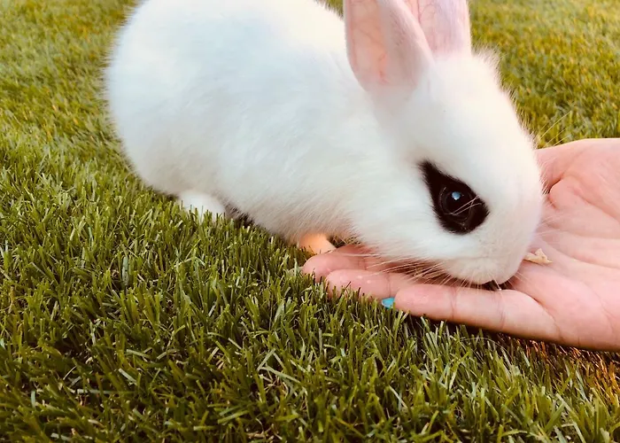 Pensionat Infinity Sky *