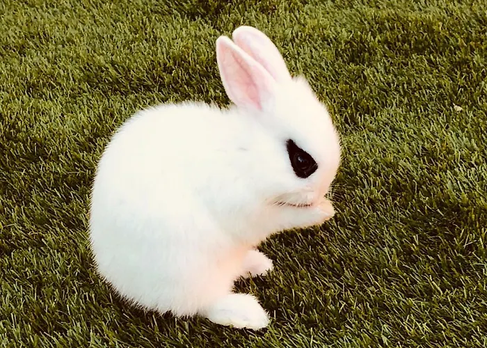 בית הארחה Infinity Sky וארנה