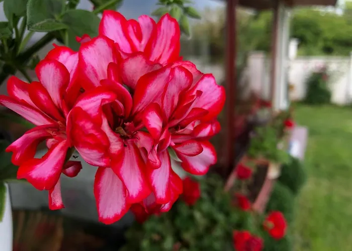 Infinity Sky וארנה