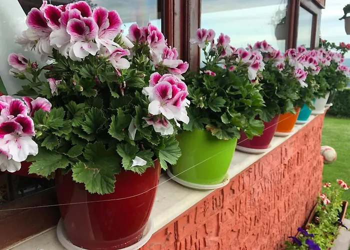 Πανσιόν Infinity Sky Βάρνα