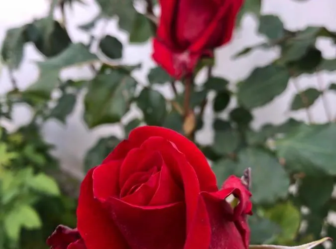 Infinity Sky * Βάρνα