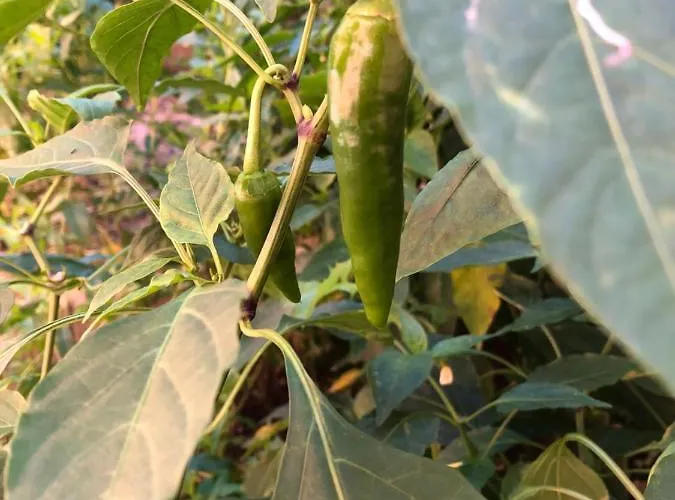 Infinity Sky * Βάρνα